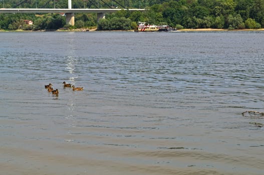 View at Danube, ducks swimming, boat flowing and other side of river