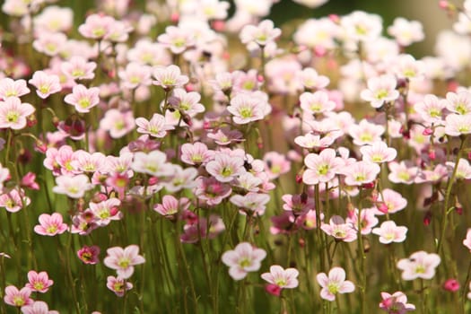 bright flowers Flowering moss  close to background