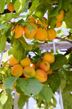 Cluster of ripe apricots on a branch in the upper Adje in Italy