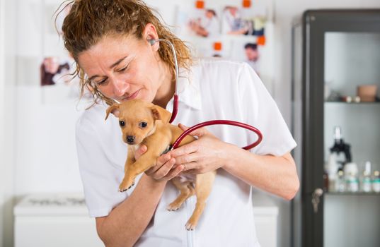 Veterinarian with a chihuahua puppy doing an auscultation