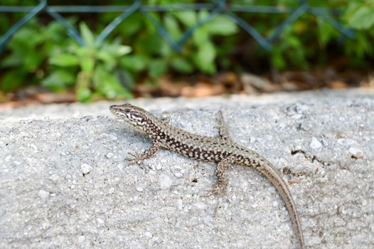 Small lizard that takes the sun on a low wall in the city of Limone in Italy