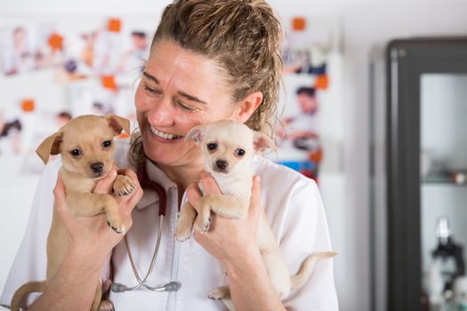 Veterinarian with a Chihuahua puppy undergoing medical checkup