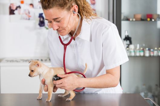 Veterinarian with a chihuahua puppy doing an auscultation