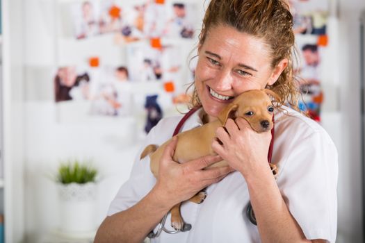 Veterinarian with a Chihuahua puppy undergoing medical checkup