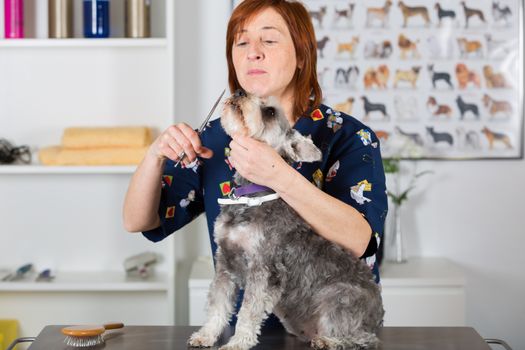 Canine hairdresser in a beauty clinic with dog