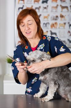 Canine hairdresser in a beauty clinic with dog