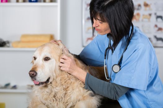 Veterinary performing a dental inspection to a Golden Retriever in clinical
