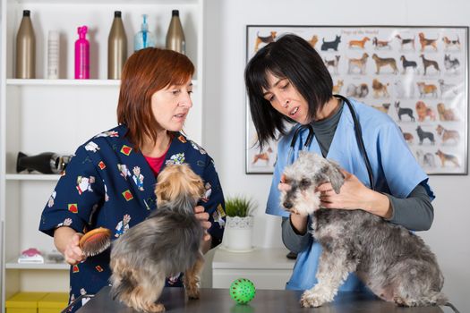 Veterinary conducting a review two schnauzer dogs