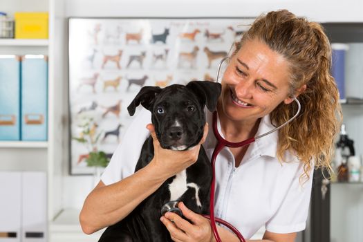 Veterinarian conducting a review with your dog American Staffordshire