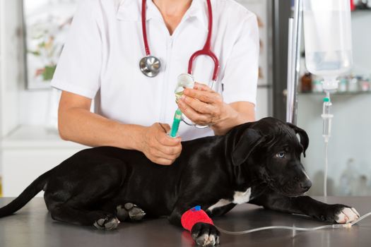 Veterinarian conducting a review with your dog American Staffordshire