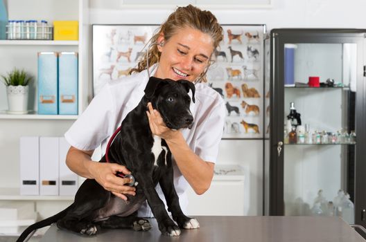 Veterinarian conducting a review with your dog American Staffordshire