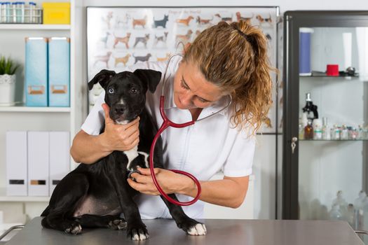 Veterinarian conducting a review with your dog American Staffordshire