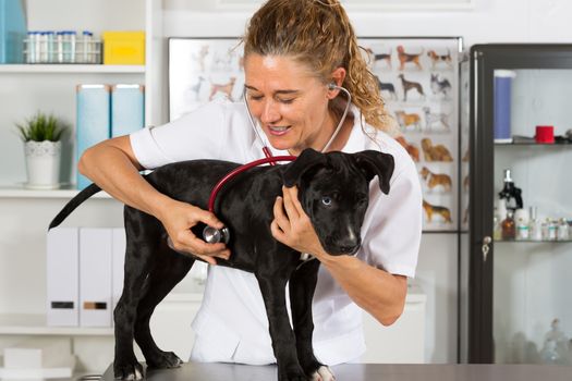 Veterinarian conducting a review with your dog American Staffordshire