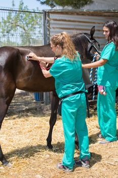 Two young veterinary conducting a review to a young colt