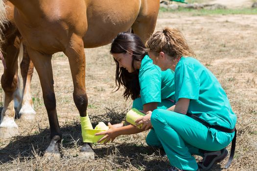Veterinary horses on the farm doing healing work on one leg