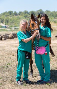 Veterinary horses on the farm doing work of healing