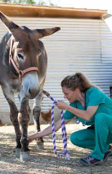 Veterinary performing a medical examination to a donkey