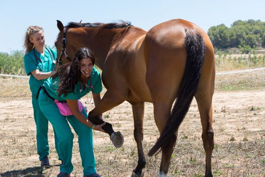 Veterinary horses on the farm doing healing work on one leg