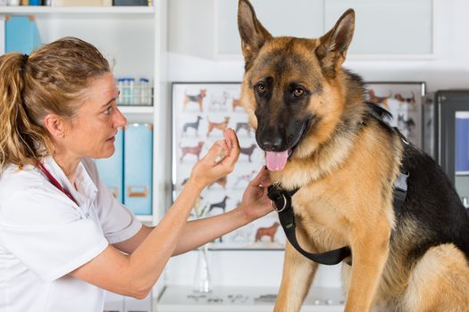 Veterinary with a German Shepherd dog performing a recognition in the clinic
