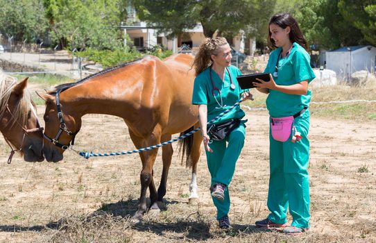Veterinary horses on the farm making an inquiry with the tablet