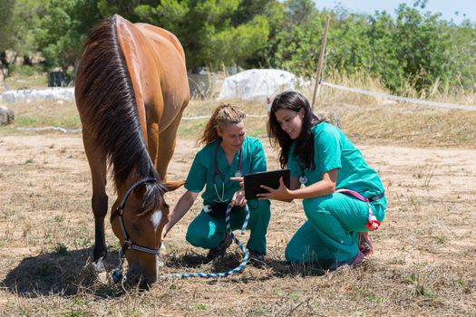 Veterinary horses on the farm making an inquiry with the tablet