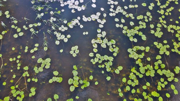 Top view of a marshy area with green leaves on the water