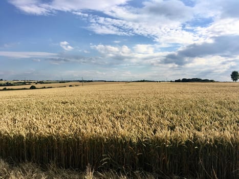 Grain fields on the village. Blue sky, white clouds and tree. Bedford, England.
