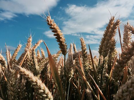Blue sky and white clouds on the grain farm. Countryside concept.