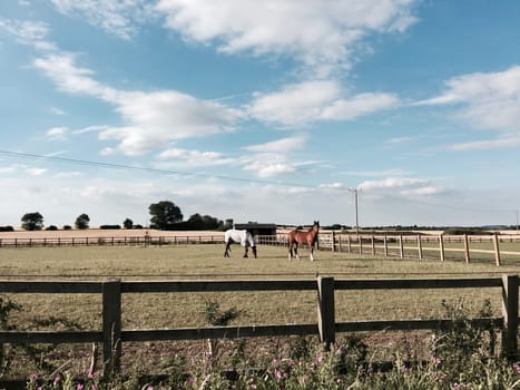 Blue sky, clouds and two horses eating grass. Village concept.