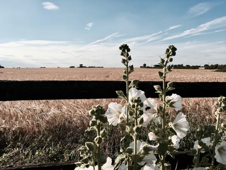 Nice big white flowers, bee and big yellow fields on the village.