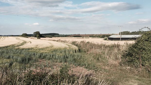Yellow fields, green grass and house on the village. Blue sky, clouds.