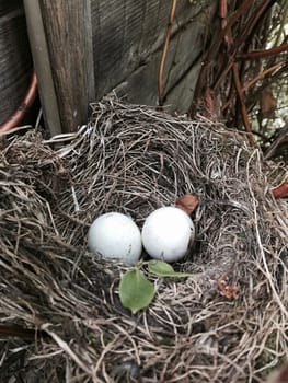 Two white eggs in natural socket. Bird house in garden.