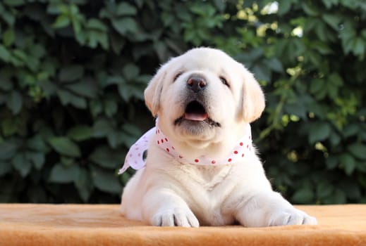 a little yellow labrador puppy sitting on yellow background