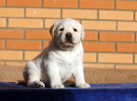 the little yellow labrador puppy sitting on blue background