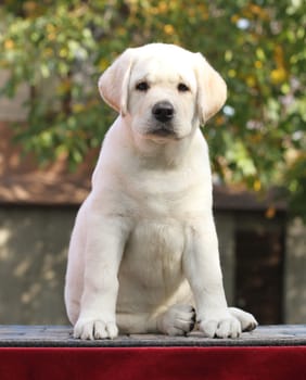 little yellow labrador puppy sitting in the park in autumn