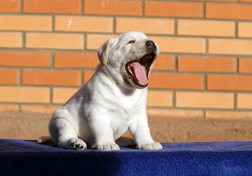 a little yellow labrador puppy sitting on blue background