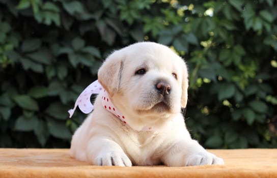 little yellow labrador puppy sitting on yellow background