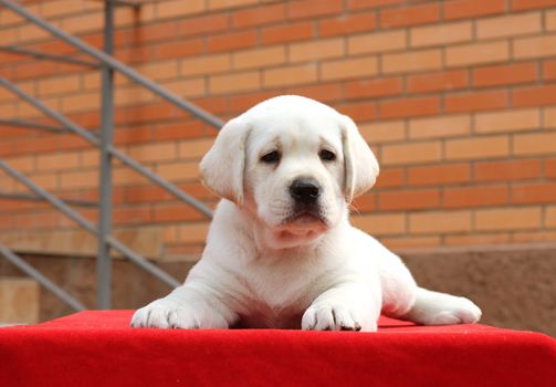 the little yellow labrador puppy sitting on red background