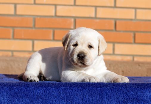 little yellow labrador puppy sitting on blue background