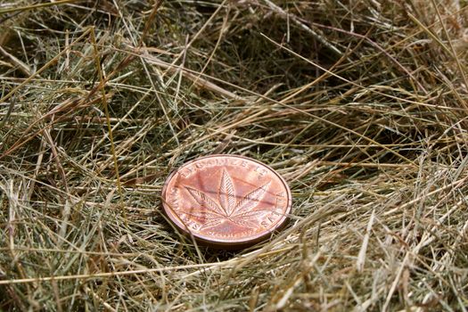 Brass coin with marijuana leaf on the grass at garden. Outdoor concept.
