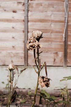 Old and dry dirty roses in garden. Natural flowers in garden.