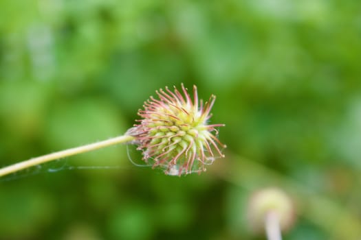 Wild plant on the green background in garden at summer time.