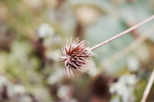 Old dry wild plant in the garden. Flower concept at summer time.