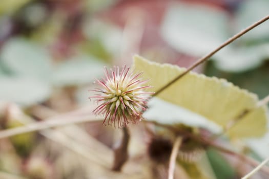 Wild small plant with a spikes in the garden. Summer green concept.