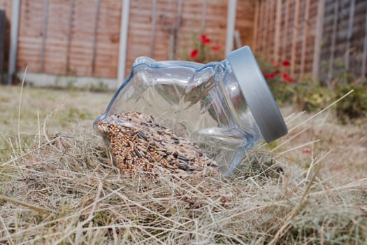 Fresh seeds in glass jar. Green garden concept near poppy seeds. Nature concept.