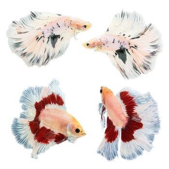 collection of betta fish isolated on white background.