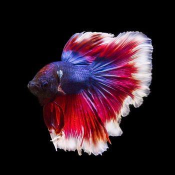 betta fish isolated on black background.