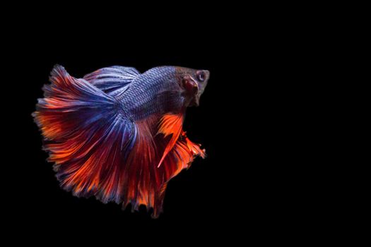 betta fish isolated on black background, action moving moment of Red Blue Rose Tail Betta, Siamese Fighting Fish
