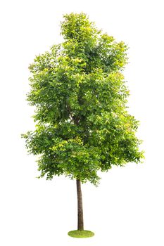 green tree isolated on white background 