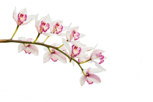 beautiful white orchid isolated on background 
